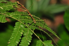 Ceroys perfoliatus
