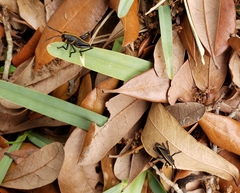 Romalea microptera