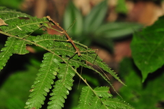 Ceroys perfoliatus