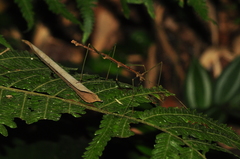 Ceroys perfoliatus