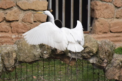Ardea alba