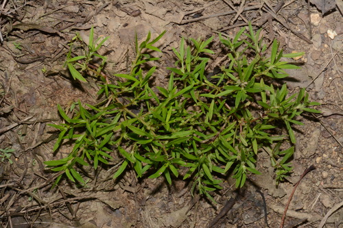 Image of Oldenlandia boscii by (c) Brian Finzel, some rights reserved (CC BY-SA)