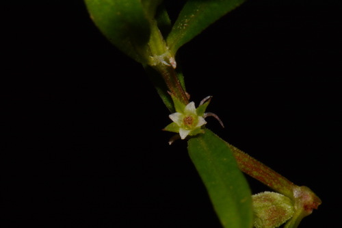 Image of Oldenlandia boscii by (c) Brian Finzel, some rights reserved (CC BY-SA)