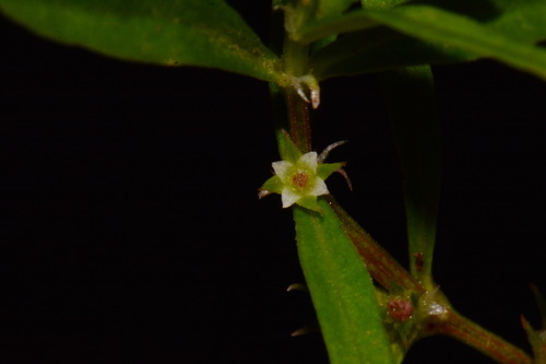Image of Oldenlandia boscii by (c) Brian Finzel, some rights reserved (CC BY-SA)