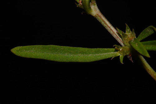 Image of Oldenlandia boscii by (c) Brian Finzel, some rights reserved (CC BY-SA)