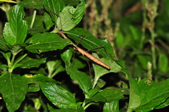 Exocnophila