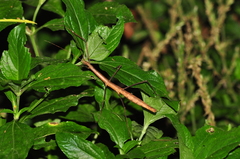 Exocnophila