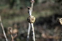 Andricus foecundatrix