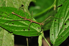 Ceroys perfoliatus