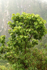 Heliocarpus americanus