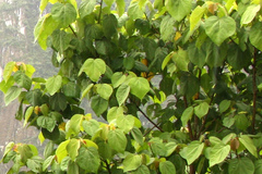 Heliocarpus americanus