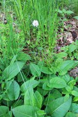 Bistorta officinalis