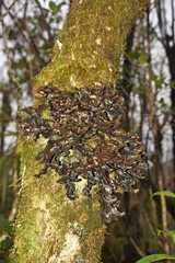 Pseudocyphellaria dissimilis