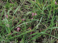Fumaria bastardii