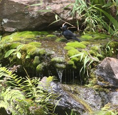 Knipolegus lophotes