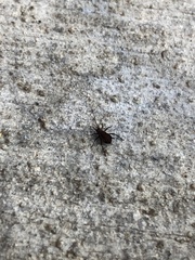 Aphididae