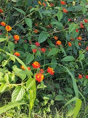 Lantana horrida
