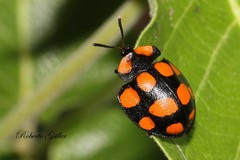 Botanochara decempustulata