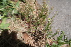Hornungia procumbens