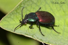 Brachygnathus festivus