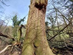 Quercus robur