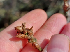 Quercus robur