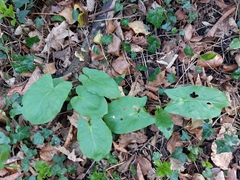 Arum maculatum