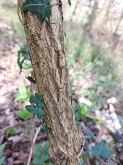 Sambucus nigra