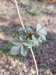 Sambucus nigra