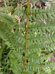 Dryopteris affinis borreri
