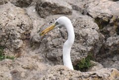 Ardea alba
