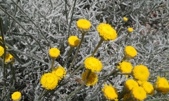 Santolina chamaecyparissus