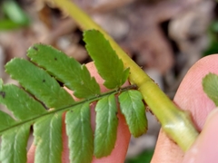 Dryopteris affinis borreri