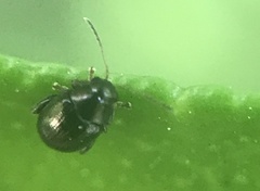 Chaetocnema