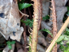 Dryopteris affinis borreri
