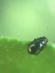 Chaetocnema