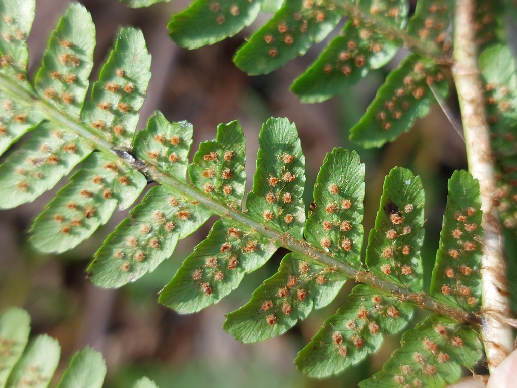 Borrer's Male-fern
