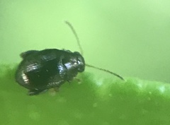 Chaetocnema