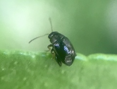 Chaetocnema