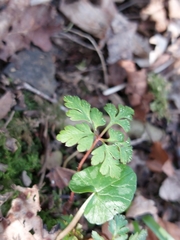 Geranium robertianum