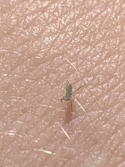 Aphididae