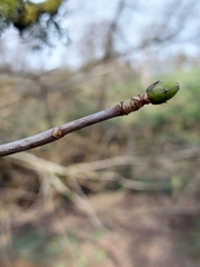 Acer pseudoplatanus