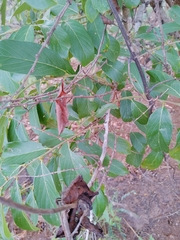 Bridelia ferruginea