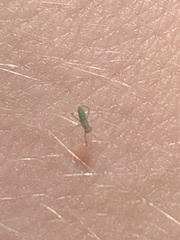 Aphididae
