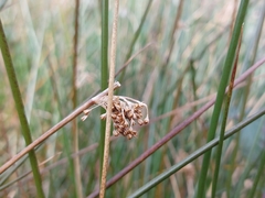 Juncus effusus