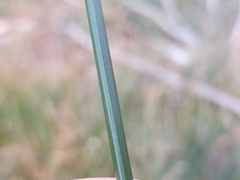 Juncus effusus