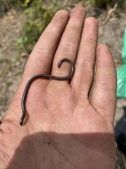 Epictia tenella