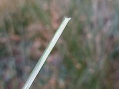 Juncus effusus
