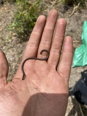 Epictia tenella
