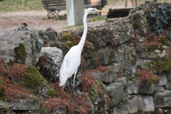 Ardea alba